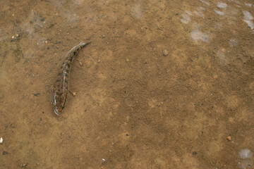 A solitary fish rests in a shallow stream, its mottled body blending with the sandy riverbed, highlighting nature's quiet camouflage in still, clear water.