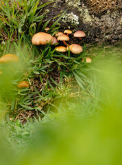 Wild Fungi Cluster in Lush Green Grass