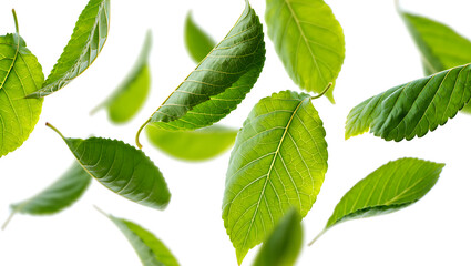green leaves on white background