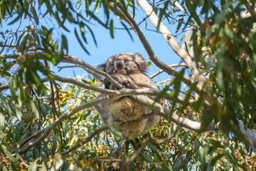 A koala bear resting in a tree at Duck Lagoon on Kangaroo Island in South Australia.