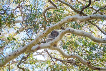 Fotobehang Koala A koala bear sitting alone in a tree at Duck Lagoon on Kangaroo Island in Australia  © James Davies