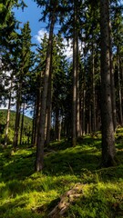 Obraz premium Lush forest path under bright sun