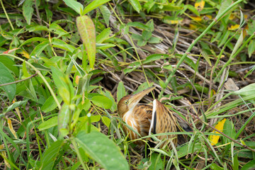 Injured wild bird lying in roadside grass after car accident with broken leg, unable to walk or fly, symbolizing vulnerability and the urgent need for wildlife rescue and conservation.