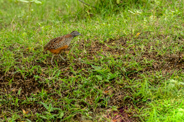 Obraz premium Barred Buttonquail - Turnix auscultator in grass land of Bhigwan