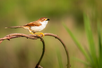 Beautiful Yellow eyed Babbler in grass land of Bhigwan