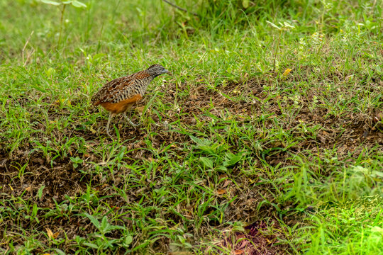 Barred Buttonquail - Turnix auscultator in grass land of Bhigwan