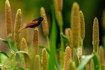 Crested Bunting on Pearl Millets filed in Saswad