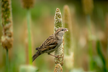 Italian Sparrow on Pearl millet at Saswad