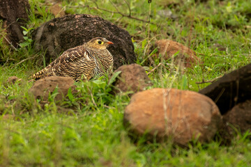 Lichtenstein's Sandgrouse in grass land of Bhigwan