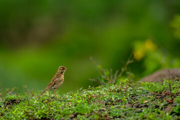 Paddy field Pipit in grass land of Bhigwan, Pune