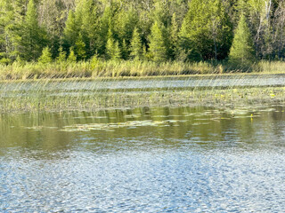 lake in the woods