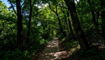 Fototapeta premium A sun-dappled forest path winds through dense foliage, creating a tranquil and secluded woodland scene.