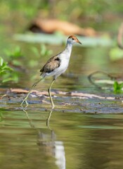 Waterbird with long legs and toes walking gracefully across a shallow, reflective wetland.