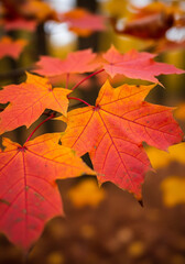 Obraz premium Close Up of Vibrant Autumn Maple Leaves in Fall Season