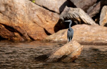 The bird’s glossy, almost black plumage contrasts sharply with the sunlit backdrop of rugged, reddish-brown rocks, creating a striking natural composition.