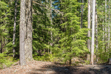 Pine tree trunks in a dense pine woodland area, with pine needles covering the forest floor. 