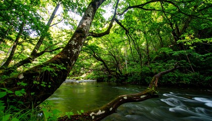 Obraz premium Lush greenery surrounds a tranquil stream, with a weathered tree trunk reaching across the water, creating a peaceful forest scene.