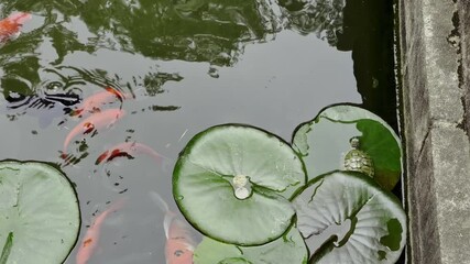 Red and golden koi fish swim around the green lotus leaves, and a turtle basks in the sun leisurely on a leaf.
