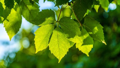 Fototapeta premium Vibrant green leaves, bathed in sunlight, gently cascade in a lush natural setting.