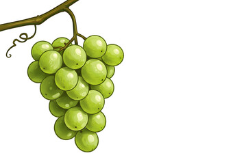 Vibrant green grapes hanging from a vine