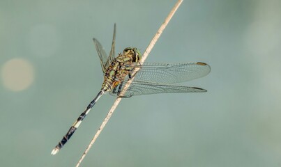 The dragonfly’s intricate, transparent wings are spread out, showcasing their fine vein patterns and subtle orange tips.