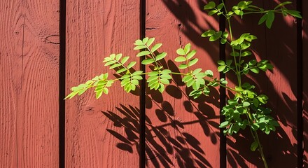 Green leaves and shadows on a red wooden wall