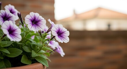 Close up of purple and white petunias in a pot with a blurred background