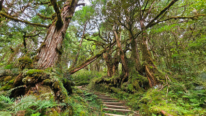 Taiwan Yilan Fushan Botanical Garden is the largest in Asia and has a large number of wild animals. Taiping Mountain there are many primitive forest trails with towering ancient trees