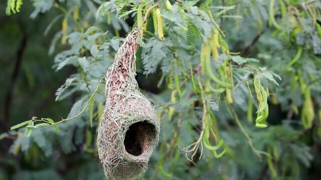 Baya weaver bird building nest on tree branch	
