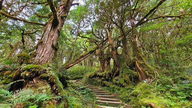 Taiwan Yilan Fushan Botanical Garden is the largest in Asia and has a large number of wild animals. Taiping Mountain there are many primitive forest trails with towering ancient trees
