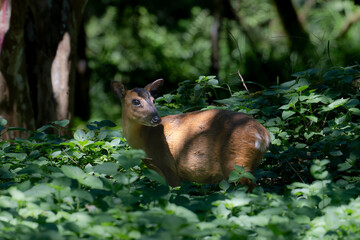 Taiwan Yilan Fushan Botanical Garden is the largest in Asia and has a large number of wild animals. Taiping Mountain there are many primitive forest trails with towering ancient trees