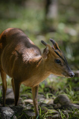 Taiwan Yilan Fushan Botanical Garden is the largest in Asia and has a large number of wild animals. Taiping Mountain there are many primitive forest trails with towering ancient trees