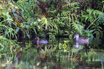 Taiwan Yilan Fushan Botanical Garden is the largest in Asia and has a large number of wild animals. Taiping Mountain there are many primitive forest trails with towering ancient trees