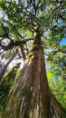Taiwan Yilan Fushan Botanical Garden is the largest in Asia and has a large number of wild animals. Taiping Mountain there are many primitive forest trails with towering ancient trees