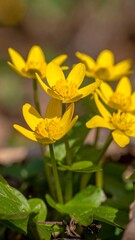 Vibrant yellow wildflowers cluster in sunlight, delicate petals and green leaves contrast with dark forest floor