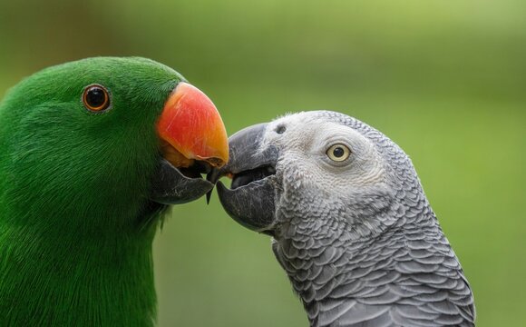The two birds are positioned so their beaks are touching, suggesting a gentle and intimate moment.