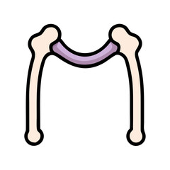 Stylized iliac crest bones connected by pubic symphysis illustration