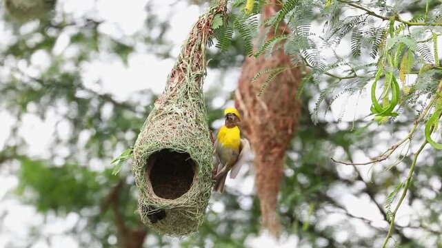 Baya weaver bird building nest on tree branch