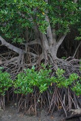 Mangrobes with a lot of roots