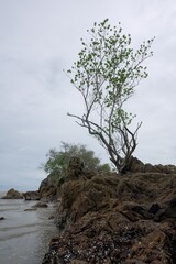 Two trees are growing on the stone in the sea