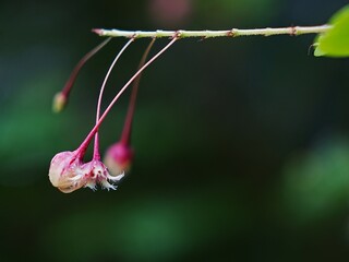 Four flowers with a stem is hanging from a leaf