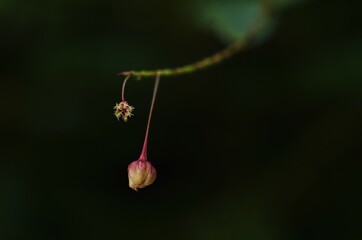 Two flowers with a stem is hanging from a leaf