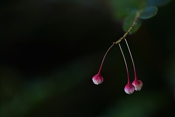 Three flowers with a stem is hanging from a leaf