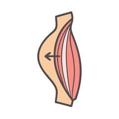 Simple graphic depicting human muscle anatomy and structure