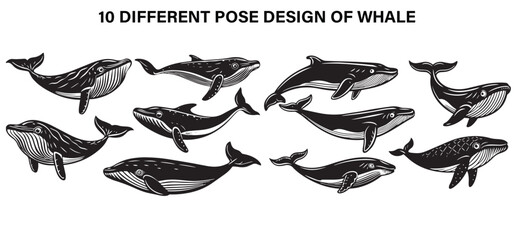 Giants of the Ocean – Whale Majesty © SMFARHANTANVIR