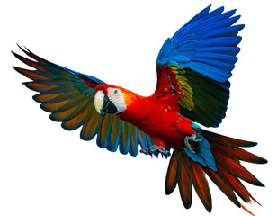 Fototapeta premium Colorful Macaw Flying with Wings Spread Wide Isolated on Transparent Background PNG
