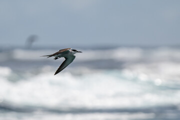 Black-naped Tern Soaring Low Above the Calm Blue Sea
