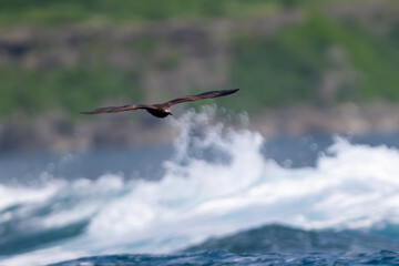 Tropical Brown Noddy Flying Away Over Vast Open Ocean