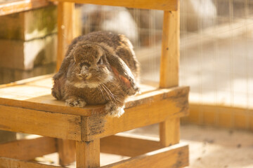 A cute little Holland Lop rabbit is sitting on a wooden chair in the evening.
