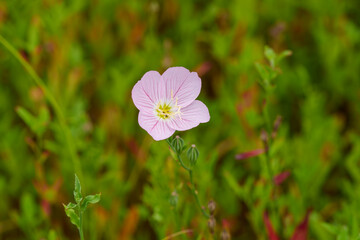 Close-up of pink Evening primrose (Oenothera) flowers blooming in spring.